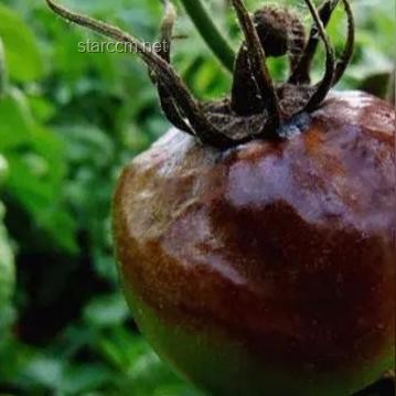 广东潮湿气候与辣椒食用习惯的背离探析